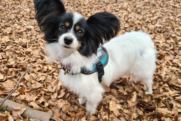 Elsie, the Papillon, standing on a forest floor full of fallen autumn leaves