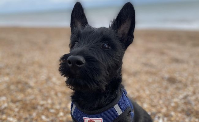 Huxley, the Scottish Terrier