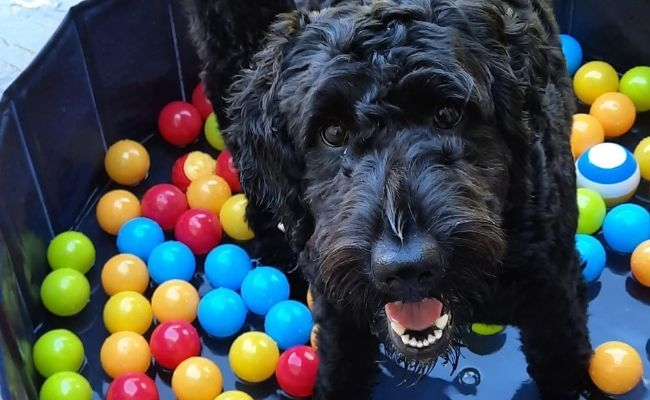 Dolly, the Labradoodle