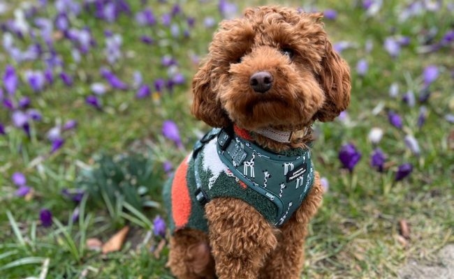 Frankie, the miniature poodle