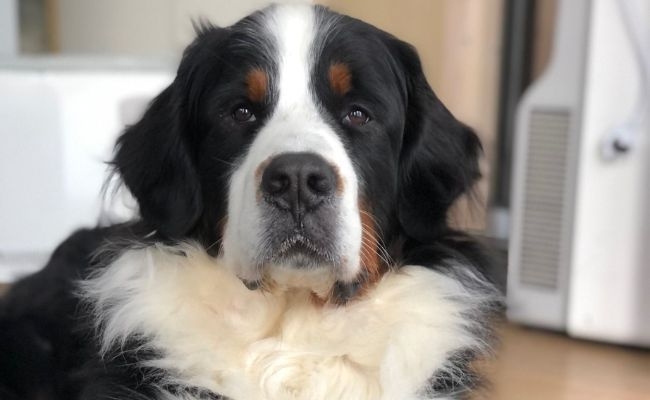 Rio, the Bernese Mountain Dog