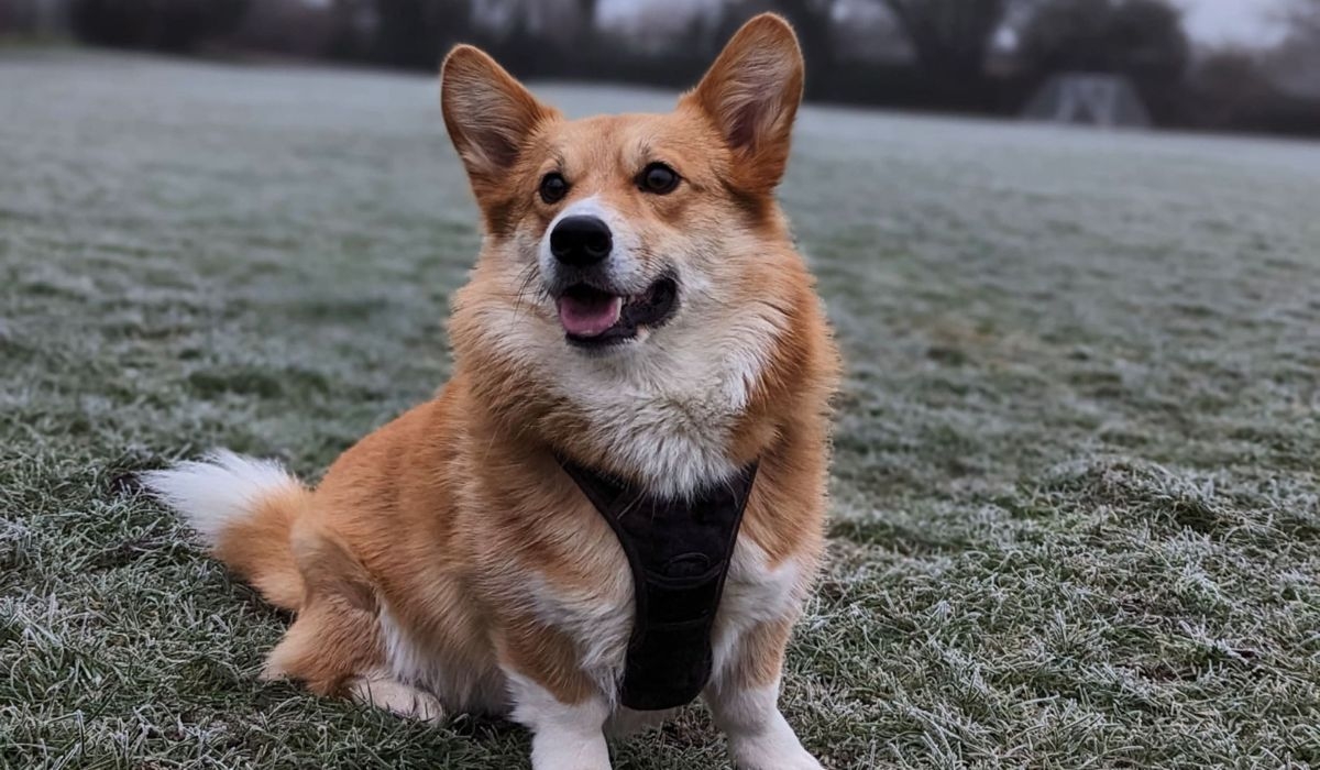 Pembroke Welsh Corgi