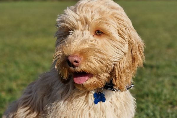 Waffle, the cockapoo