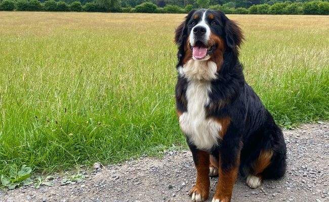 Doggy member Barley, the Bernese Mountain Dog sitting happily on the stoney path next to a field of long grass