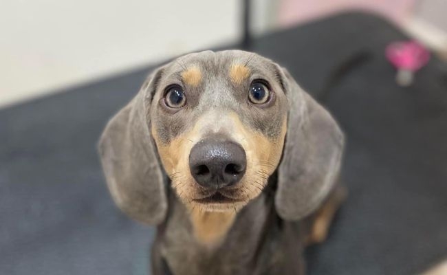 Doggy member Buddy, the Miniature Dachshund sitting on the vets table waiting for his health check