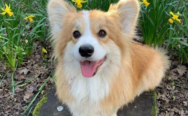 Maple, the Corgi