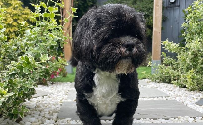 Doggy member Rosie, the Lhasa Apso enjoying some time in the garden