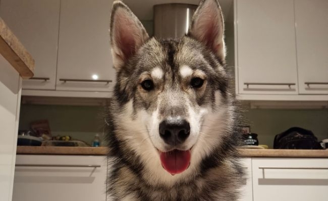 Doggy member Koda, the Cross Breed waiting in the kitchen, they know it's nearly dinner time!