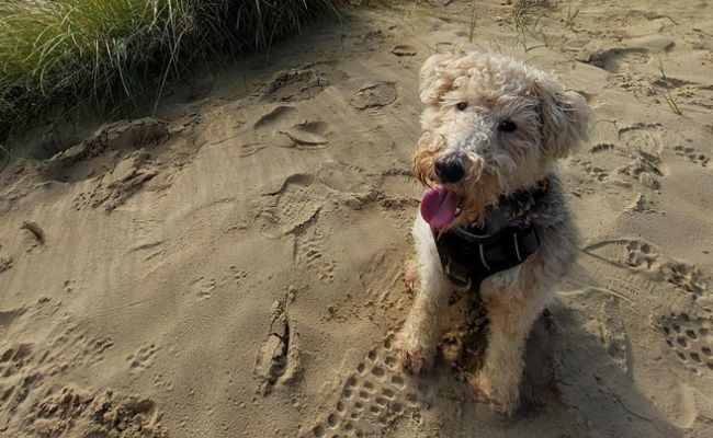 Lennie, the Wire Fox Terrier