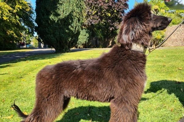 Gus, the Afghan Hound