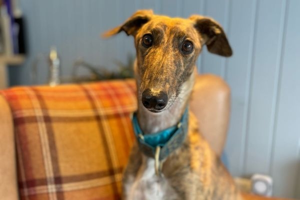 Ginny the Lurcher sitting on a tartan arm chair in a quaint little cottage getaway