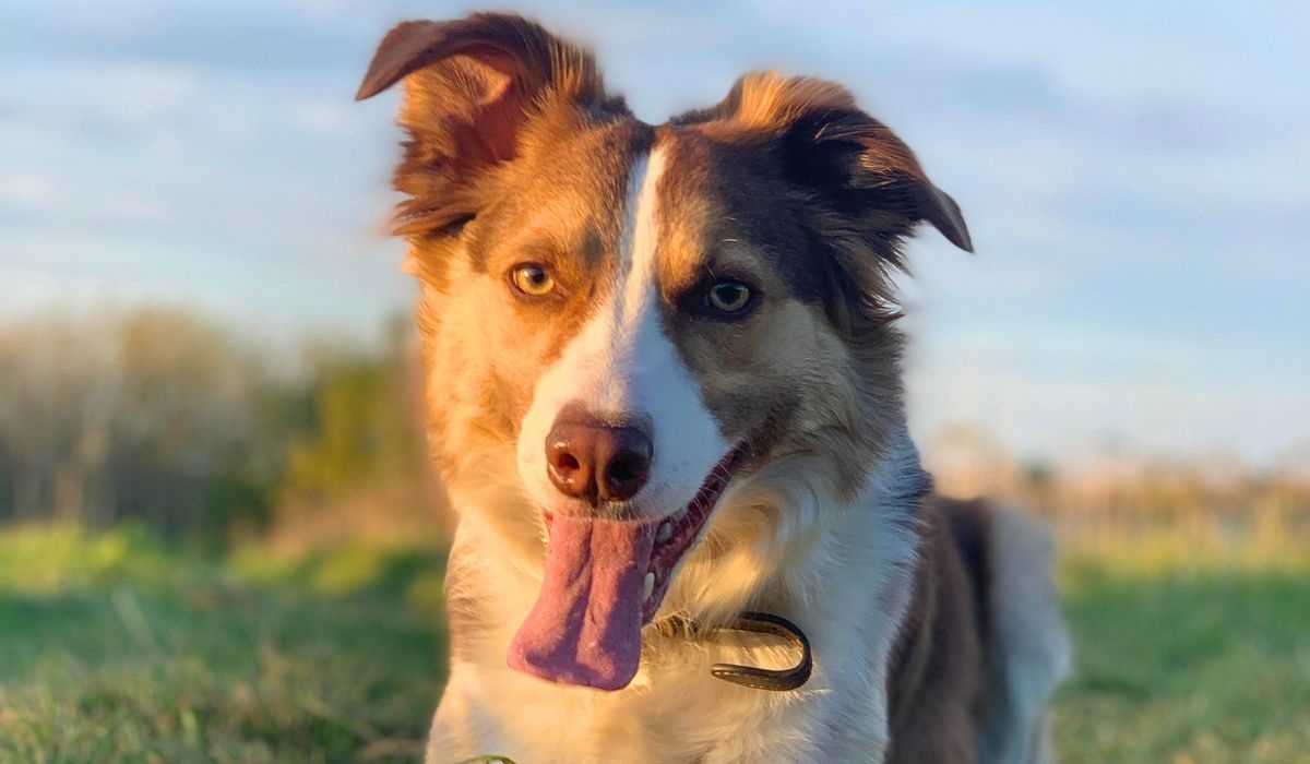 A happy, brown and white dog is standing on the grass, panting and looking at the camera