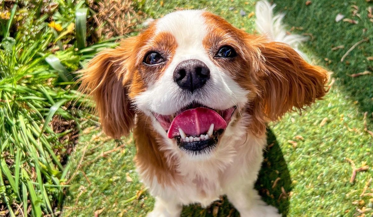 A fluffy, white and tan dog with floppy ears is smiling up at the camera while sitting on the grass