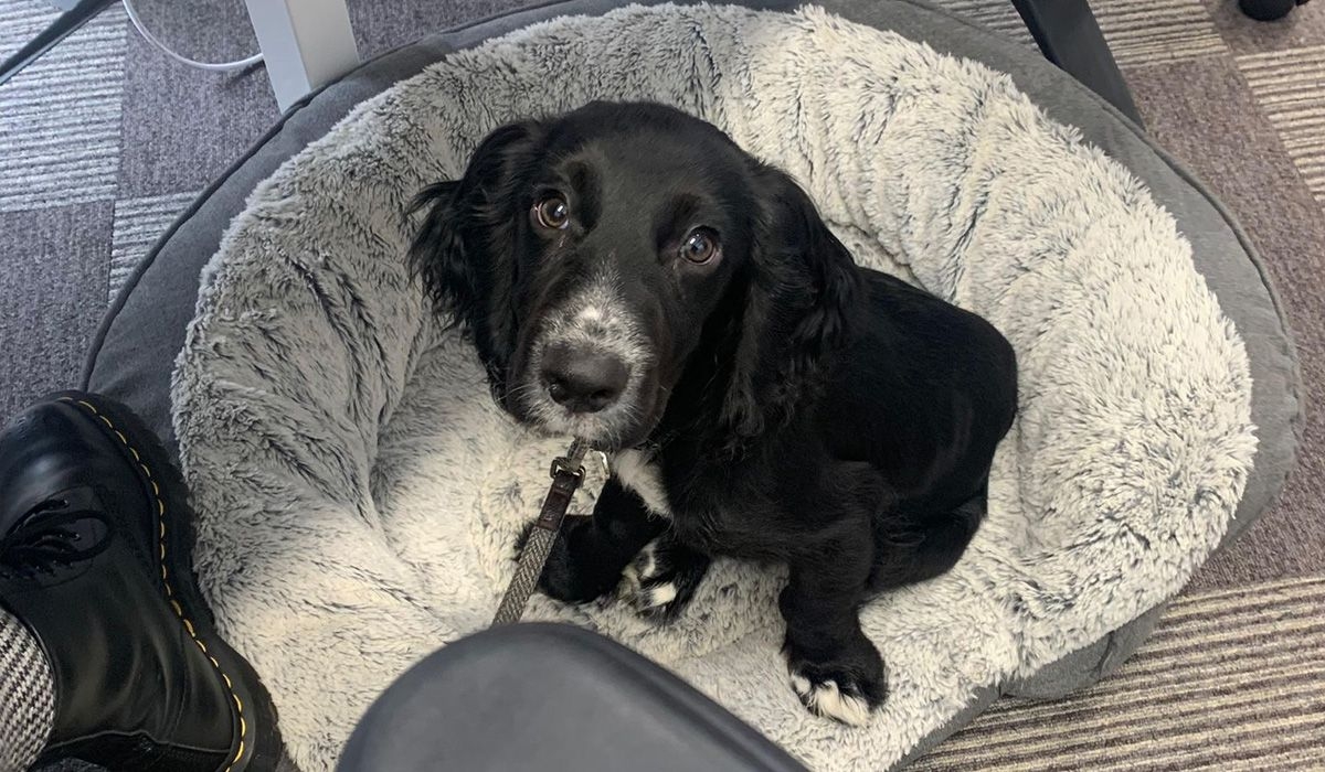 A black spaniel lies in a dog bed beside a desk