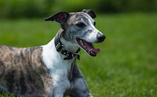 Ersa, the Whippet lying down in the local park watching the world go by