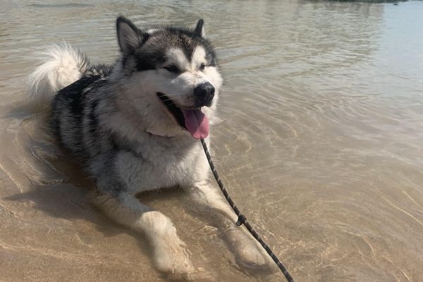 Kaskae, the Alaskan Malamute