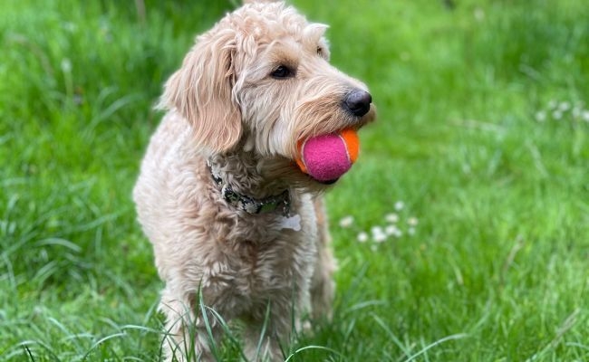 Daisy, the Goldendoodle