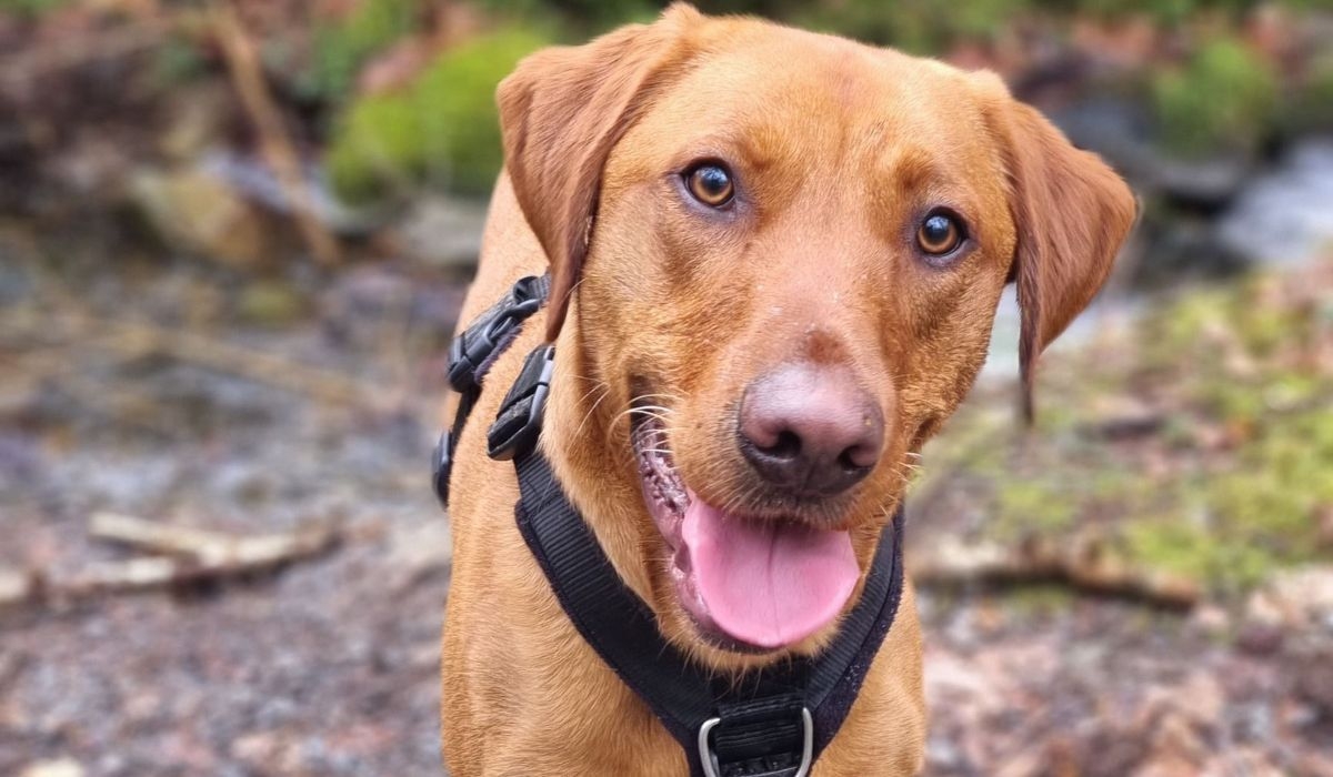 A happy red Labrador Retriever enjoying a woodland walk