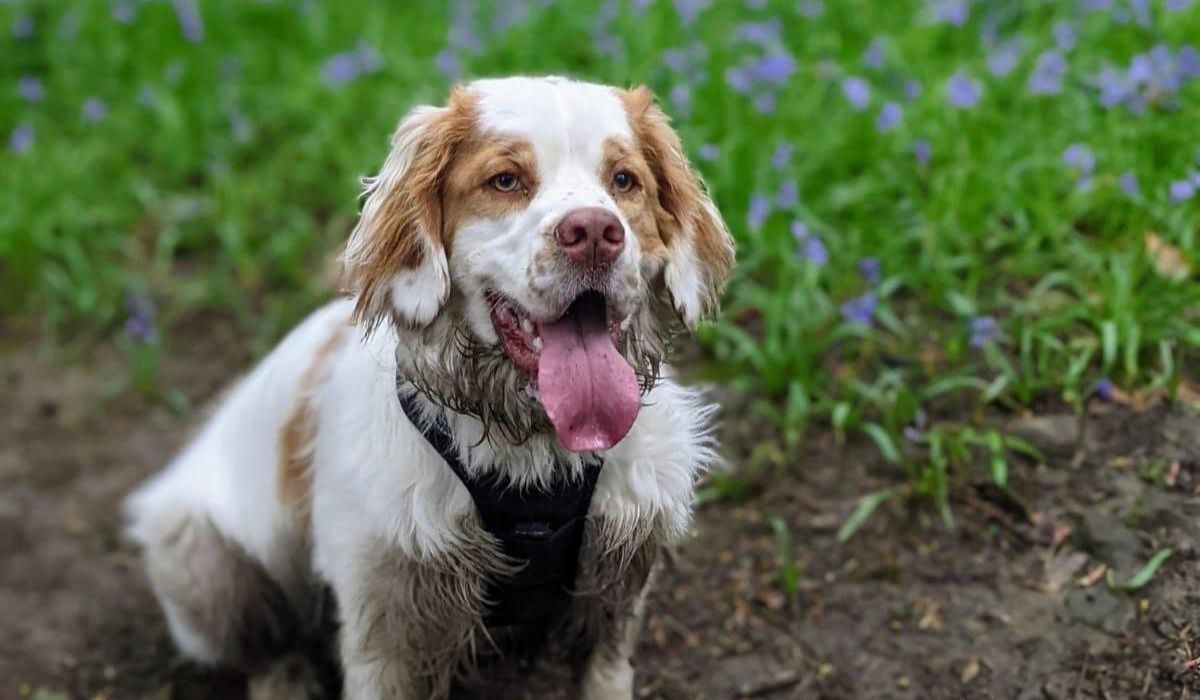 A medium size, white and tan dog with short, floppy ears and a large, pink tongue is sitting in the mud, his front legs and neck covered in muddy water after splashing around in a close by stream. Behind the pooch is a patch of bluebells.