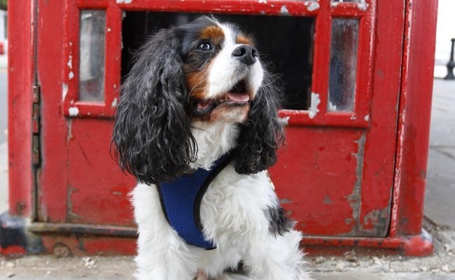 Stanley the Cavalier King Charles Spaniel sitting in front of an old red telephone box