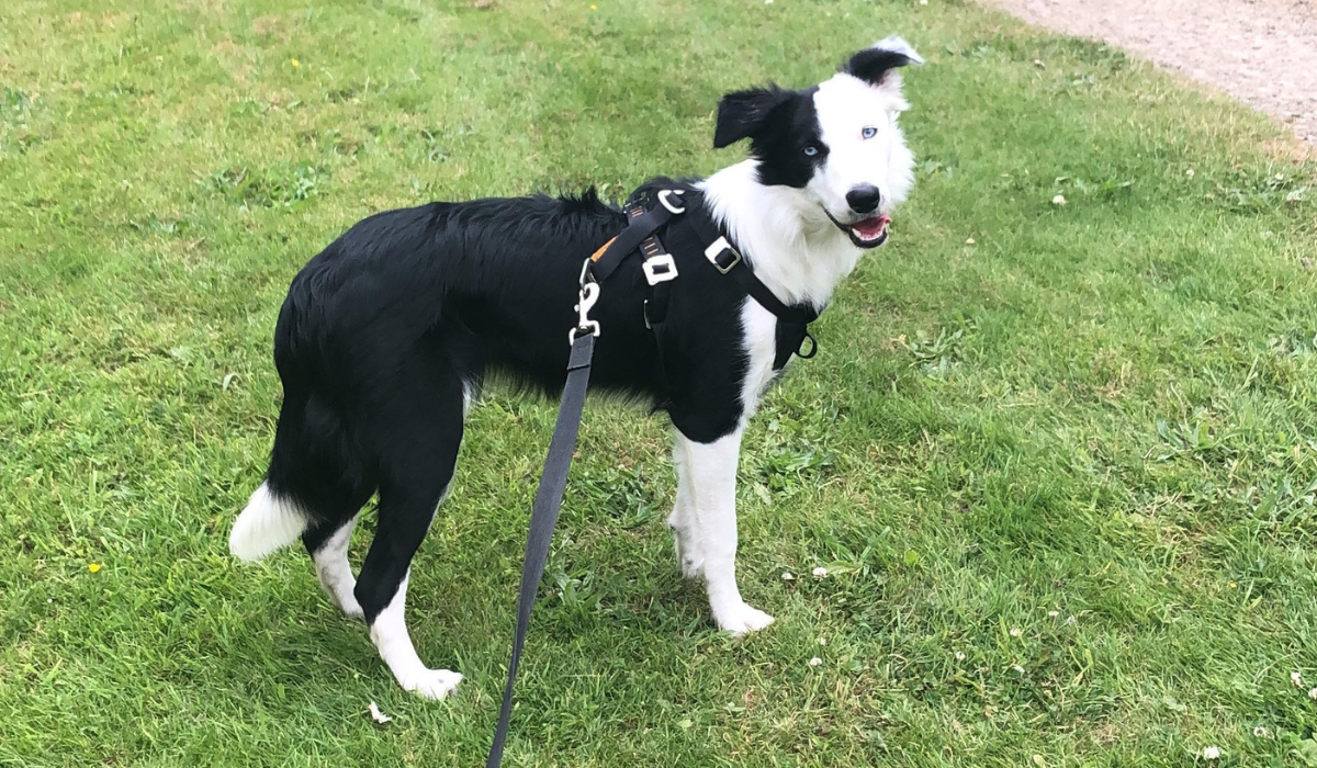 A happy Border Collie is leading the way on a training lead, they've paused and waited for their human to catch up.