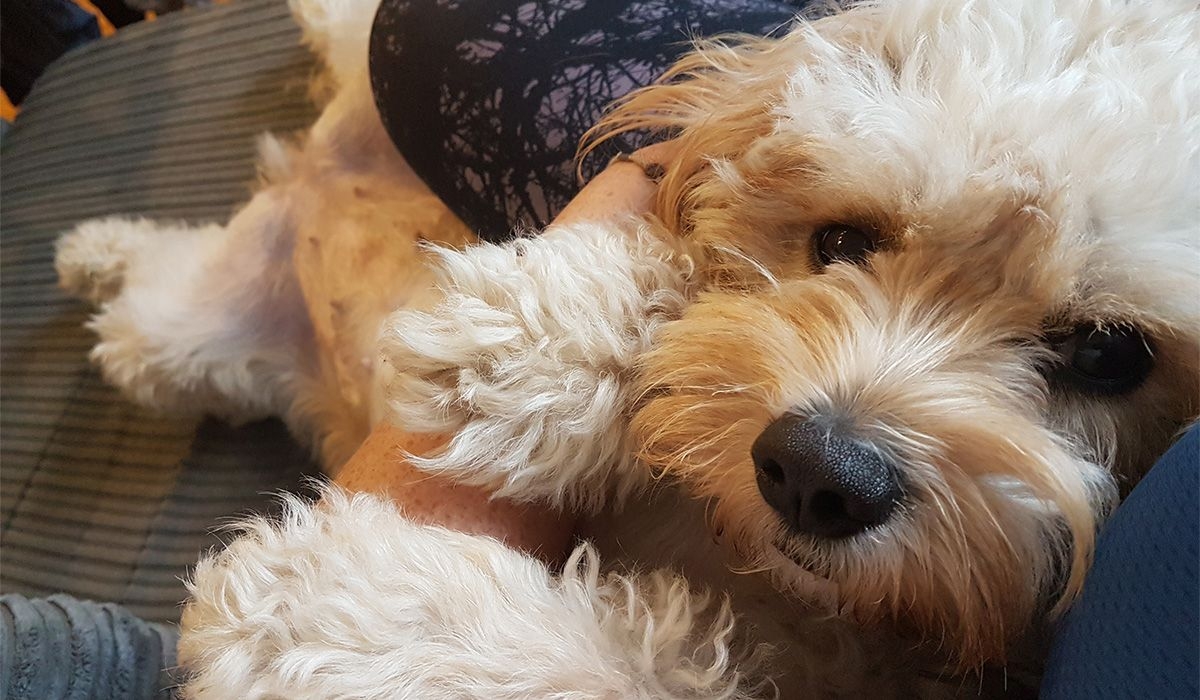 Millie cuddles on the sofa with a human and looks up at the camera