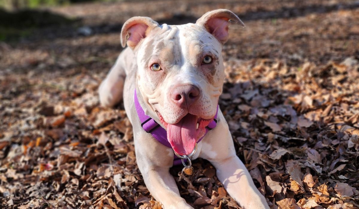 A black, white and tan puppy in a purple harness, pants as they lie on autumn leaves