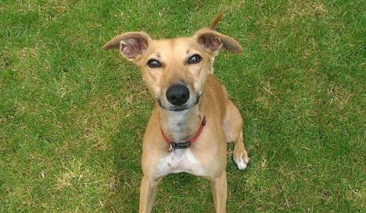 A cute smiling dog standing on grass looks up at the camera