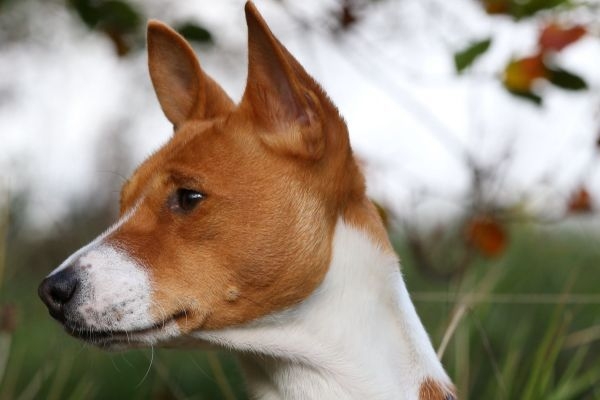 Spartacus, the Basenji