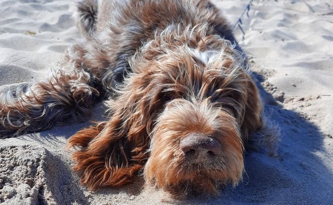 Alfra, the Italian Spinone