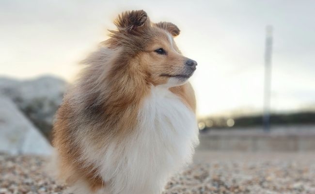 Daisy, the Shetland Sheepdogs