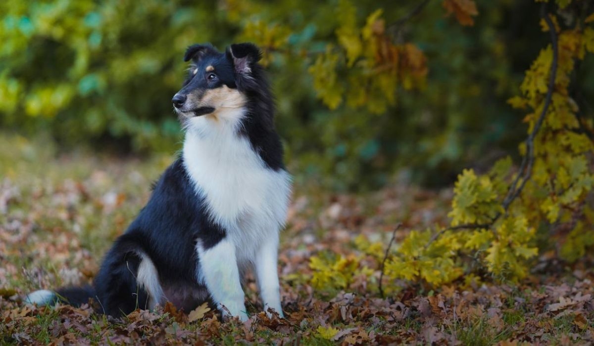 Rough Collie