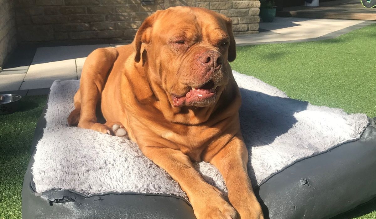 Dogue de Bordeaux