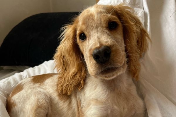 Goose the Cocker Spaniel pup snuggled up on a cream blanket 