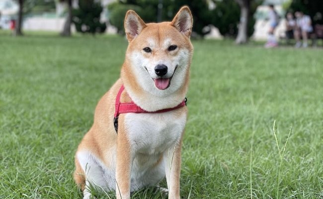 Monchi, the Shiba Inu