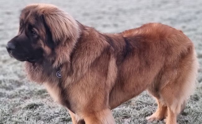 Caesar, the Leonberger