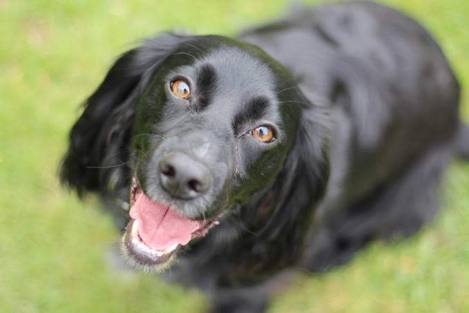 Doggy member Rosie, the Cocker Spaniel looking lovingly up at the camera with her soft hazel eyes