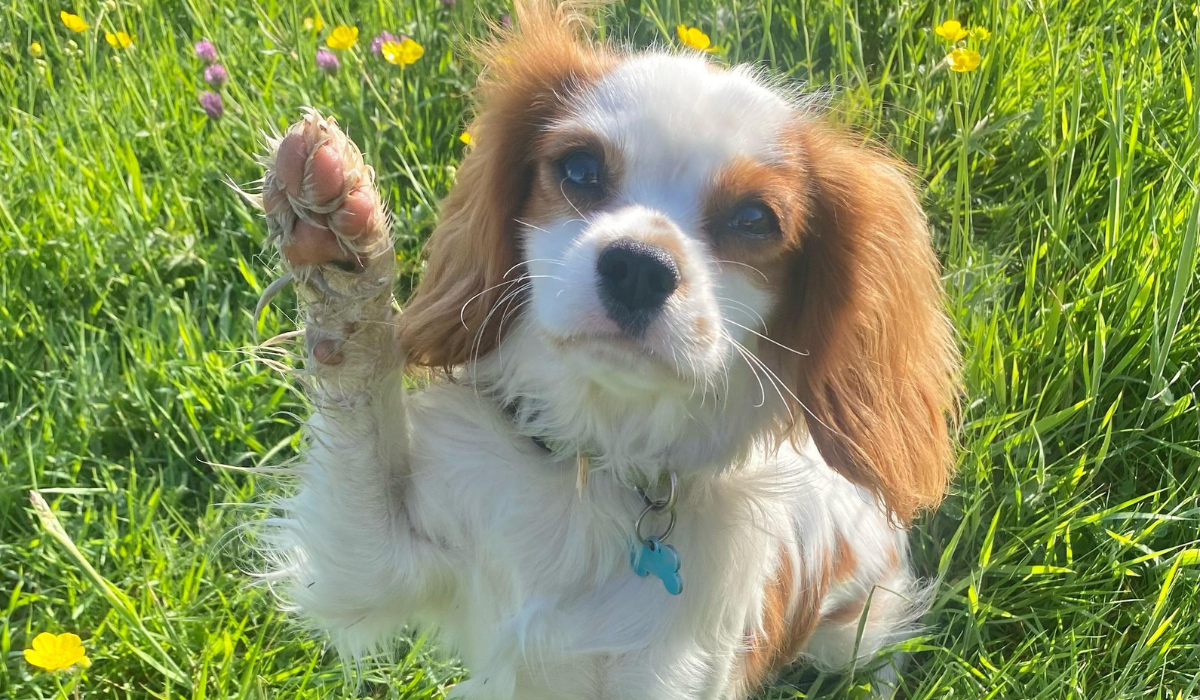 A small Cavalier King Charles Spaniel is sitting in the grass with it's right paw held up revealing their soft pink pads and the dirty fur between their toes!