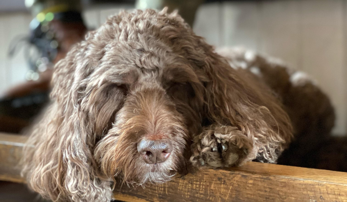 An adorable, brown Cockapoo is snoozing under the pub table whilst their humans enjoy some food and wine.