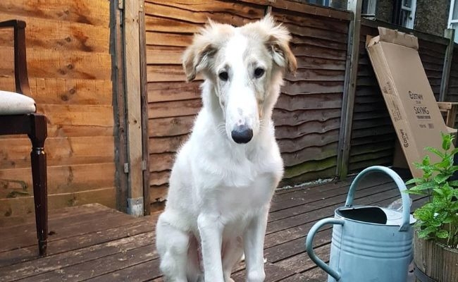 Austin, the Borzoi