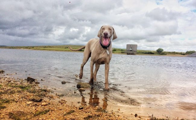 Hugo, the Weimaraner