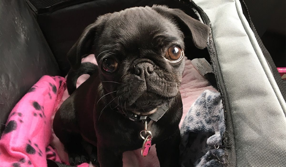 Peppa sits in a dog car bed with her blankets