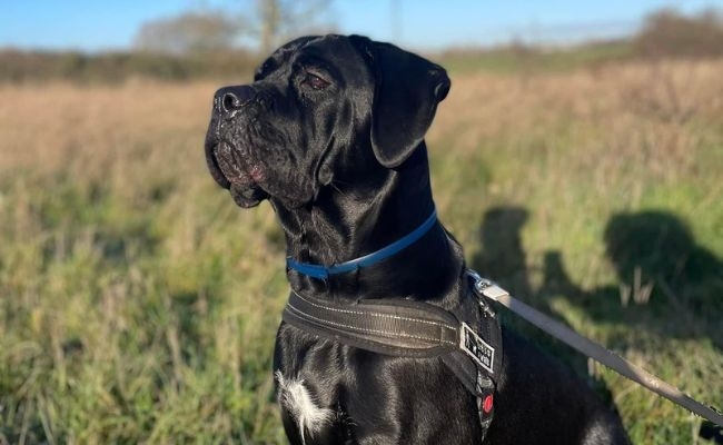 Zena, the Cane Corso