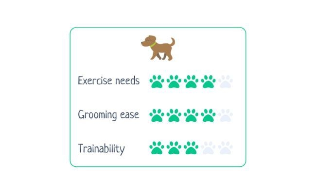 Bloodhound  Exercise Needs 4/5 Grooming Ease 4/5 Trainabiltiy 3/5