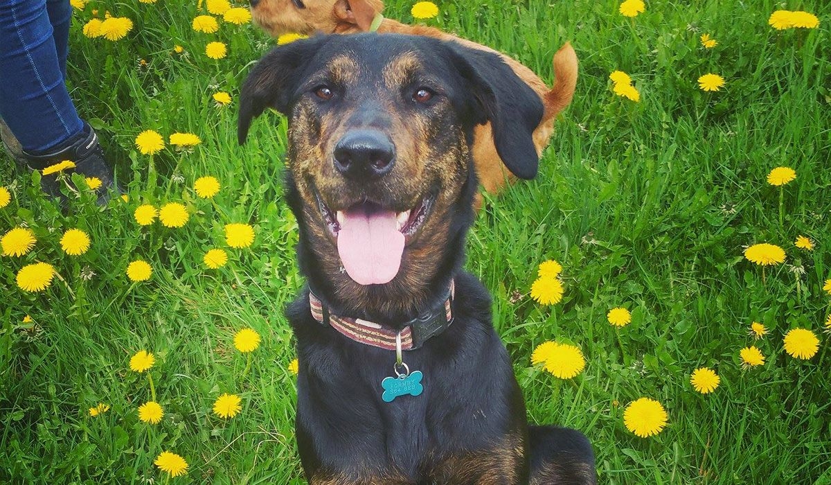 Roxy sits in a meadow of dandelions looking happy with her tongue out