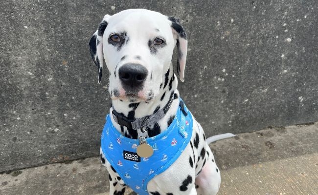 Lenny, the Dalmatian