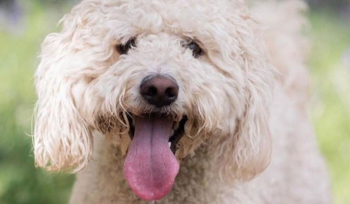 A happy, cream Cavachon pooch in the garden