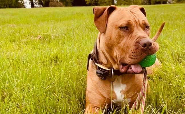 Bella, the Dogue de Bordeaux