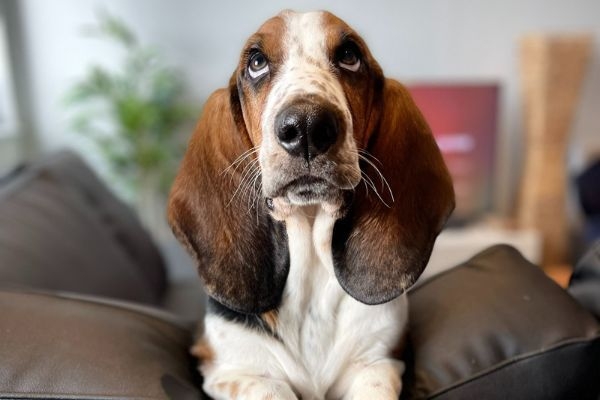 Charlie, the Basset Hound