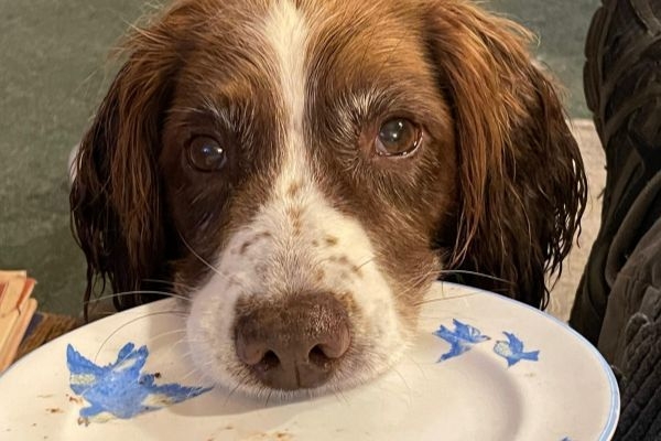 Pepper, the English Springer Spaniel